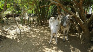 Donkeys1