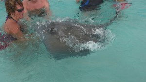 Stingray3