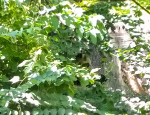 WP_20150821_13_10_34_Pro 1