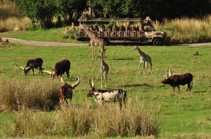 Wild Africa Trek 168