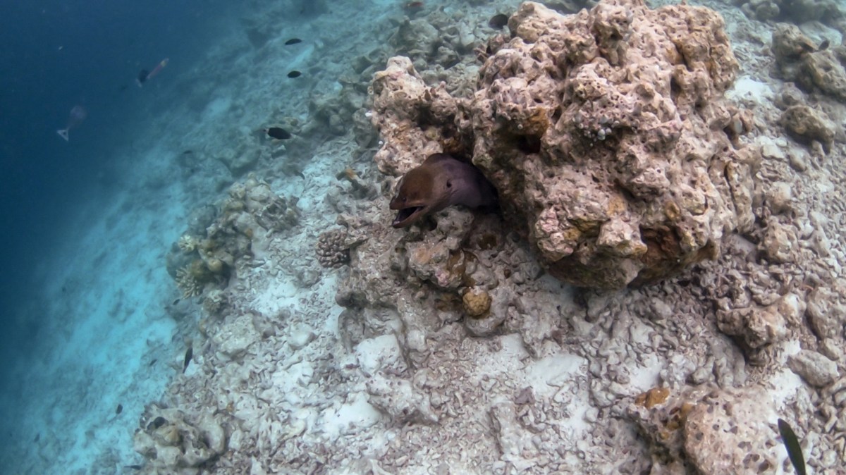 Vilamendhoo Resort –&nbsp;Activities!